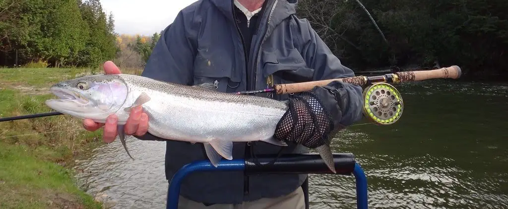 A nice fresh run steelhead caught on 8 pound Raven mainline