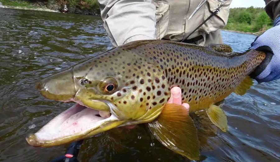 A big brown trout caught in light rain