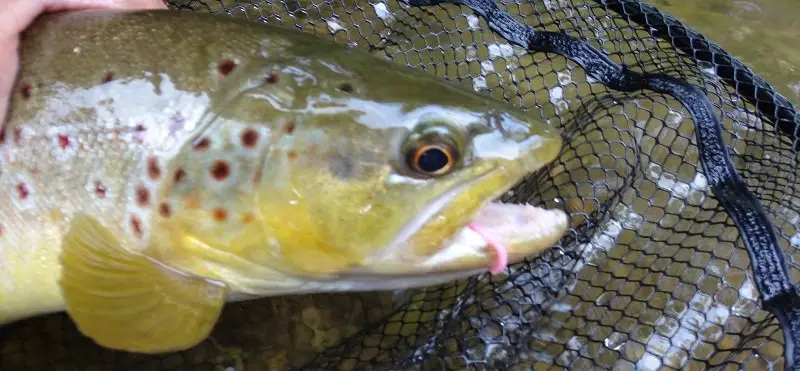 A trout with a worm fly in it's mouth