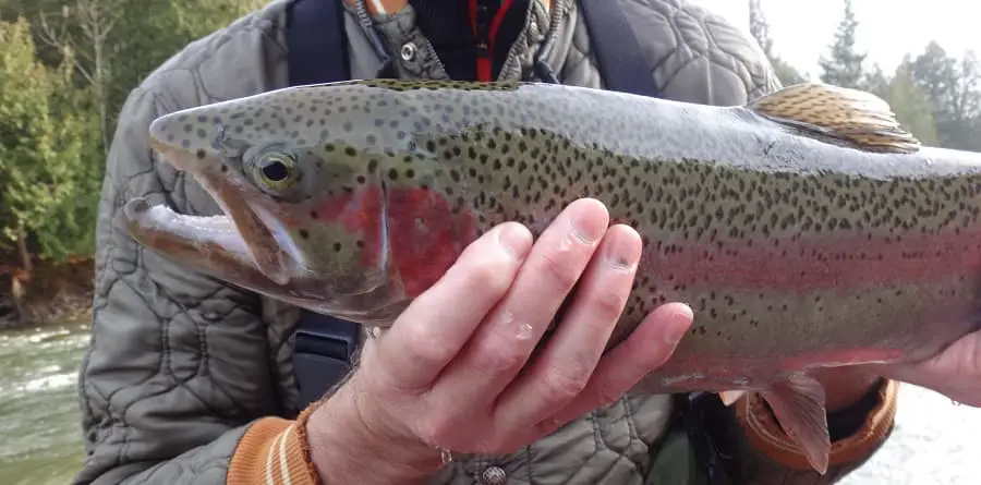 Trout fishing in the rain can be great for rainbow trout