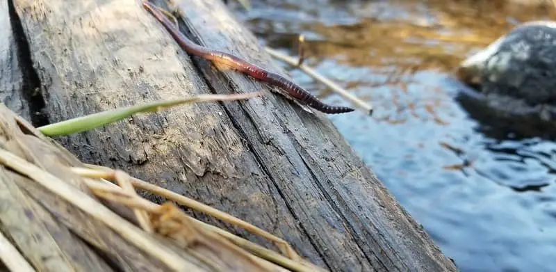 When Centerpin fishing for trout one of the best baits is the worm. This shows a 5 inch worm on a log ready to fall off into the river.