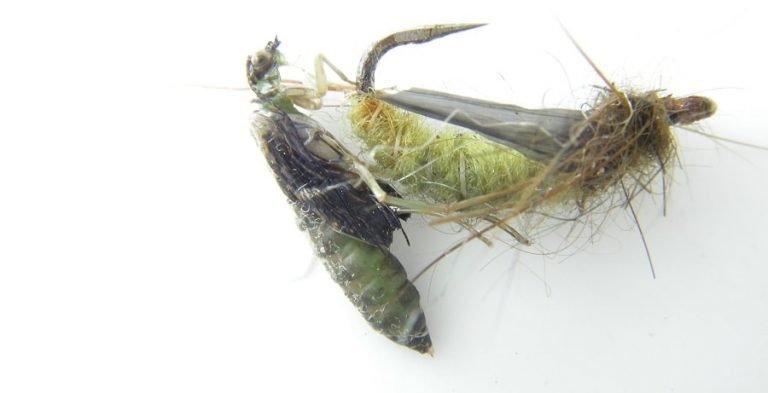 11 Spring Trout Flies That Trout Guides Actually Use 2026