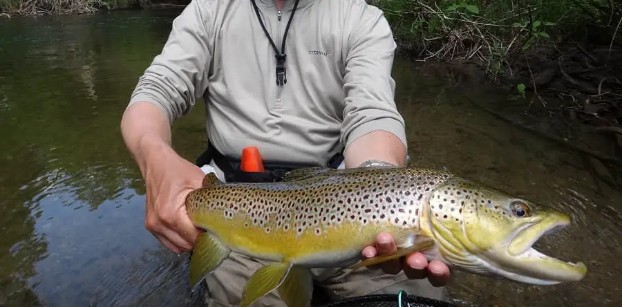 You will catch more trout like this using the best methods