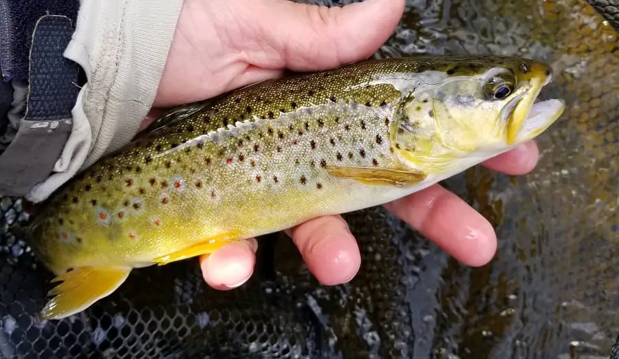 Centerpin Fishing for Brown trout