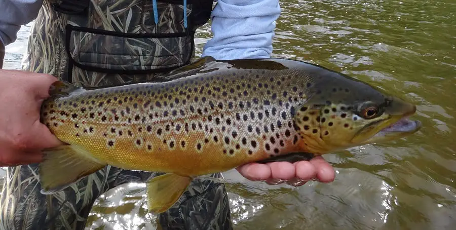 Big trout like this can be caught using a Centerpin