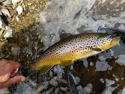 Centerpin Fishing For Trout – A Guides Perspective