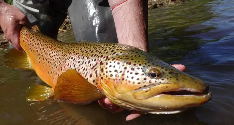 You need a good Centerpin line for trout