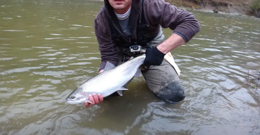 A silver fall steelhead caught float fishing