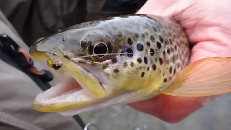 Best Bait For Brown Trout: What Expert Guides Use 2024
