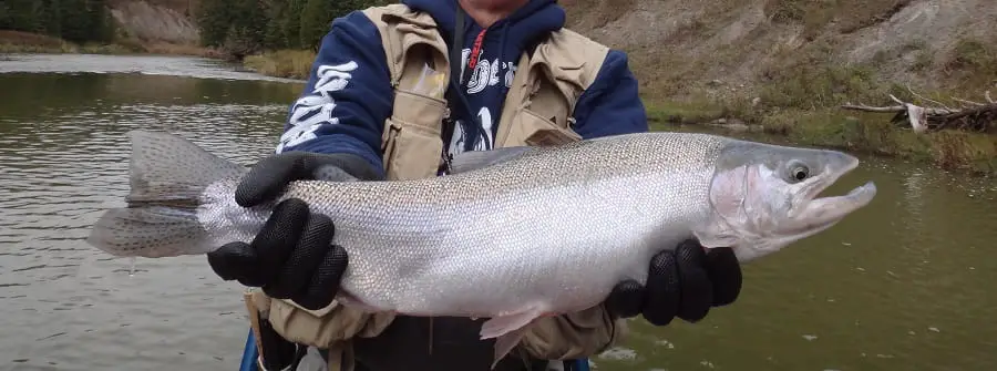 Spin fishing is sometimes the best way to catch steelhead