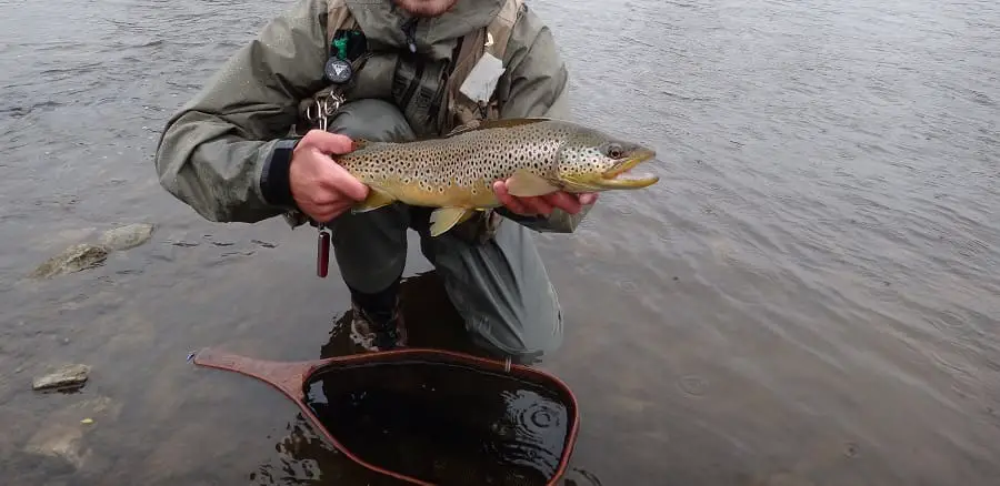 Spring trout fishing for brown trout