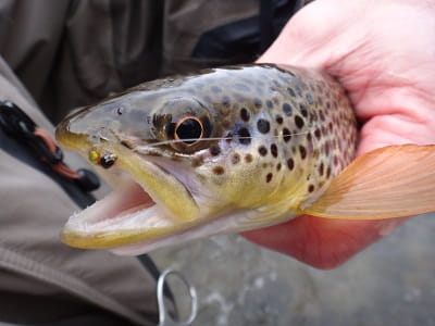 A trout that ate one of my favorite spring trout flies