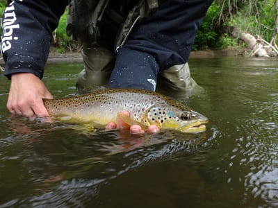 Spring Trout Fishing: Tips And Advice From River Guides