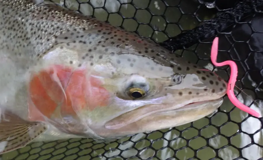 Worms can be an excellent bait for spring trout and steelhead