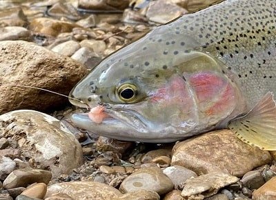 The best trout hooks will help you land more trout like this big rainbow trout.