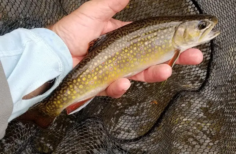 Trout fishing with beads