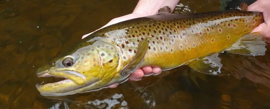 Use the best fishing line for trout to catch big brown trout like this.