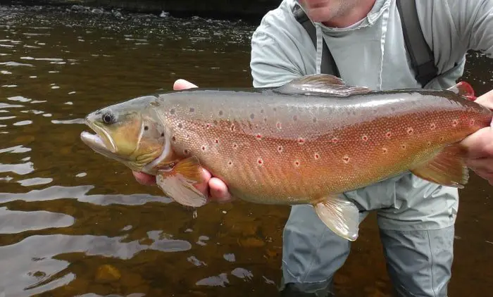 A huge brown trout caught using light line
