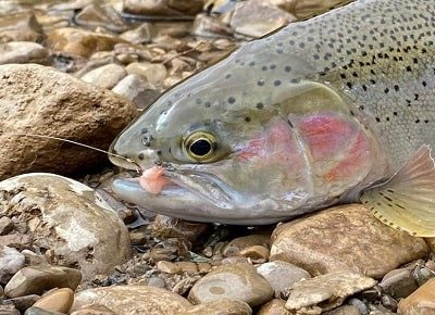 The best fishing line for trout is 4 pound Monofilament and is good for trout like this 5 pounder.