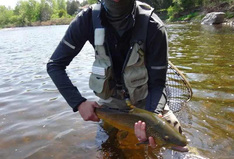 Bending down in a fishing vest to release a fish