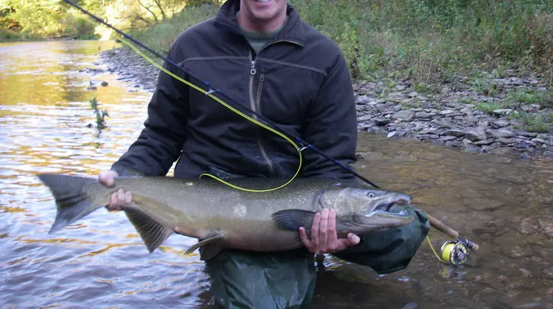 A big salmon caught fly fishing
