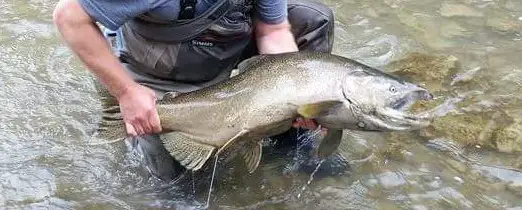 Best Baits for salmon will catch big slamon like this.