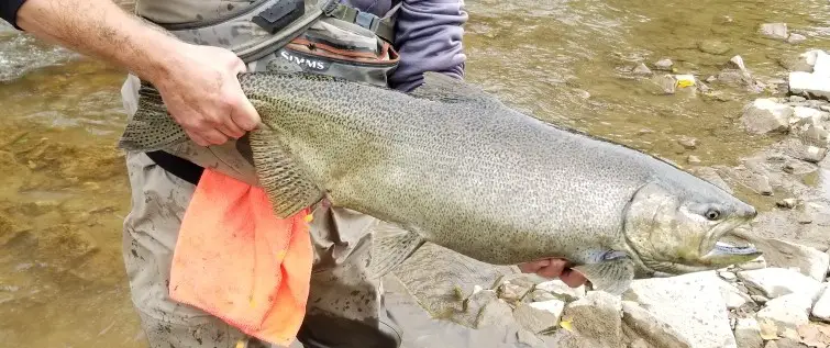 Great Lakes Salmon Fishing