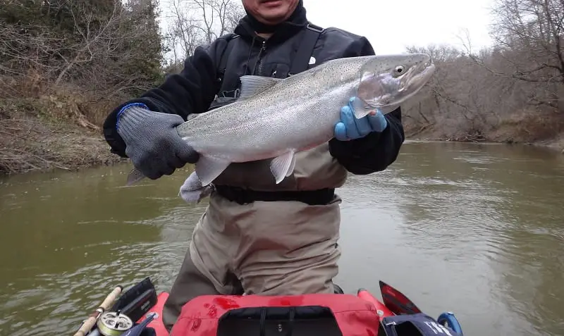 A big steelhead caught with steelhead jigs