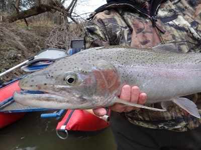 Spin Fishing For Steelhead: 5 Most Effective Methods Used By Guides