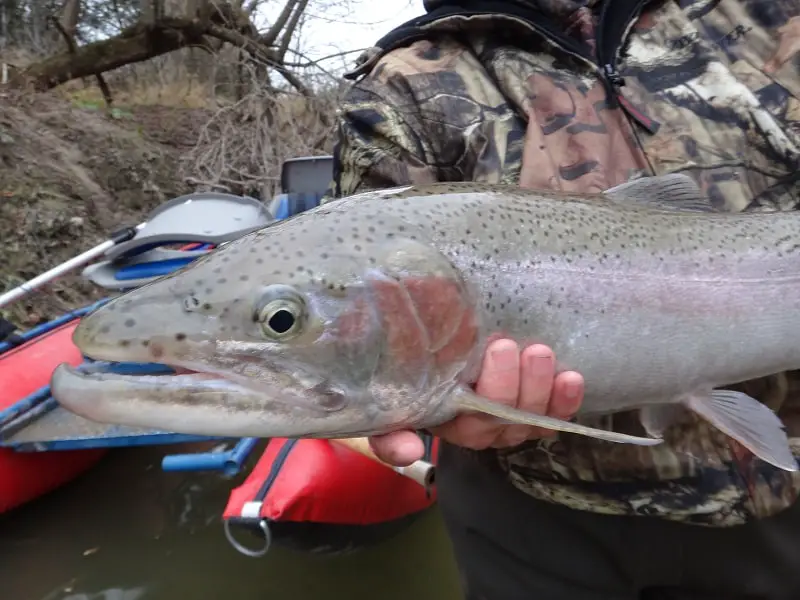 Spin fishing for steelhead