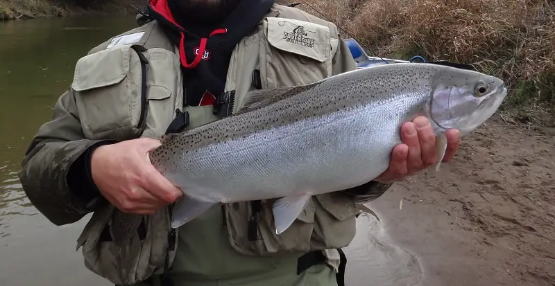 Nymph Fishing can be very effective for big steelhead like this.