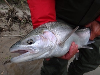 Fly Fishing For Steelhead: 4 Best Great Lakes Style Methods That Work