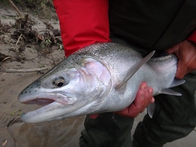 Streamer fishing catch be very effective for big steelhead