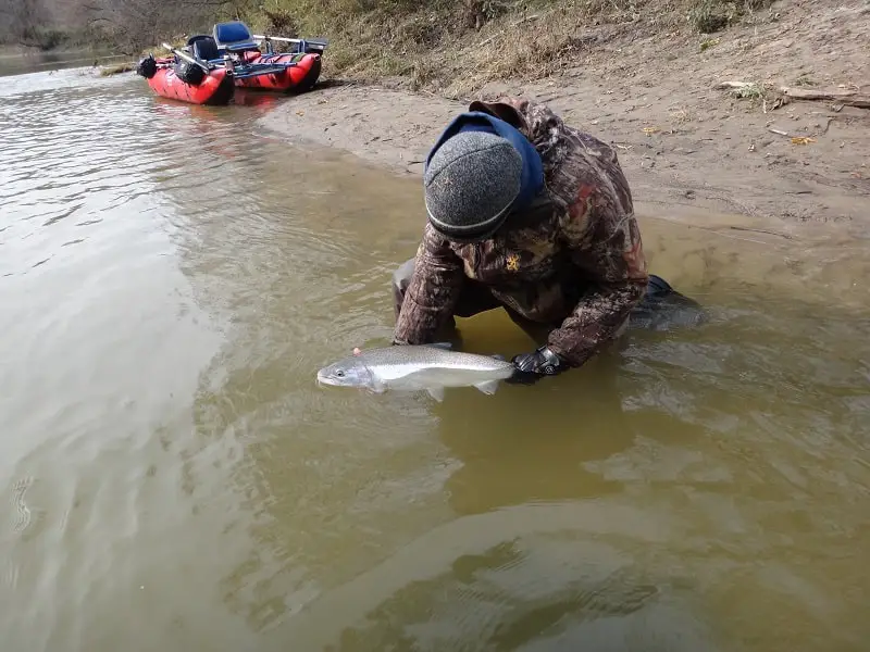 steelhead fishing