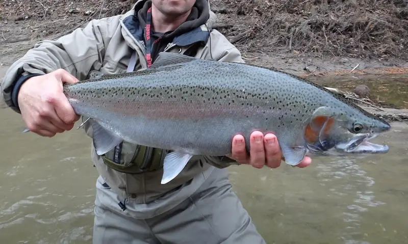 Fly Fishing For Steelhead