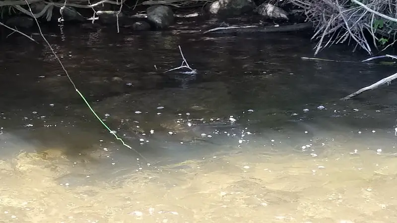 Euro Nymphing for steelhead with a sighter