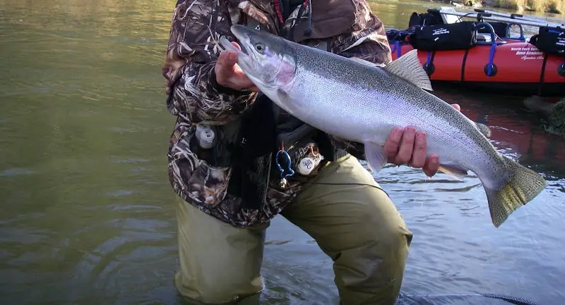 Chagrin River Steelhead Fishing