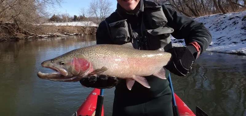 Late fall fishing for steelhead is when the big steelhead like this are in the river