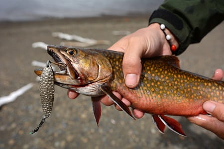 A book trout with a spinner in its mouth