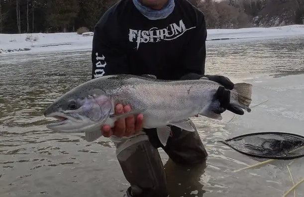 NY Steelhead fishing