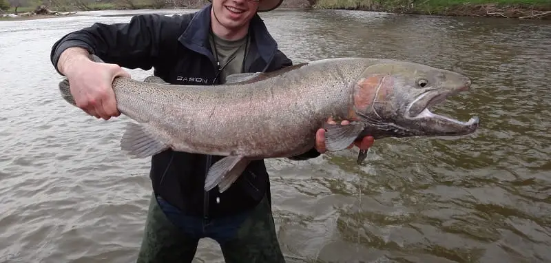 A spawned out spring steelhead