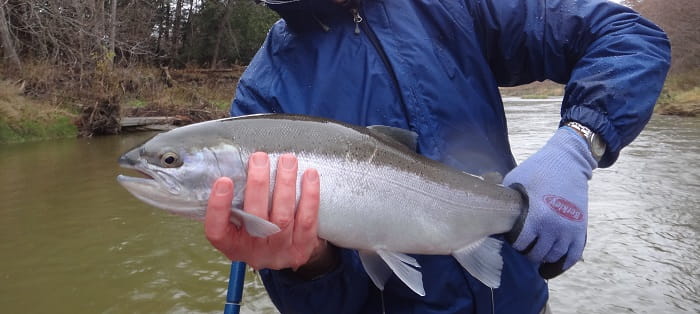 A silver fall steelhead from Ohio