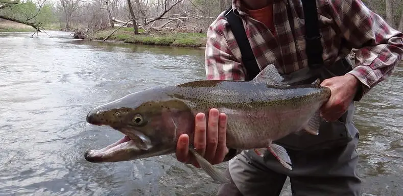 Spring Steelhead Fishing Ohio