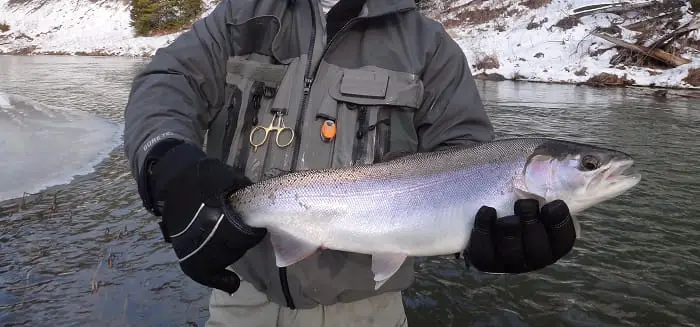 An Ohio Winter steelhead