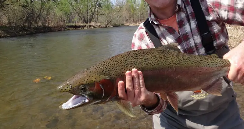 Ohio Steelhead Fishing can produce nicely colored steelhead like this spring run steelhead