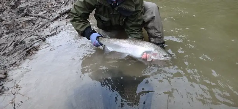 Spring steelhead fishing is great for big fish like this.