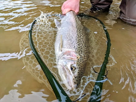 An Alley Grabs Guide Service caught steelhead