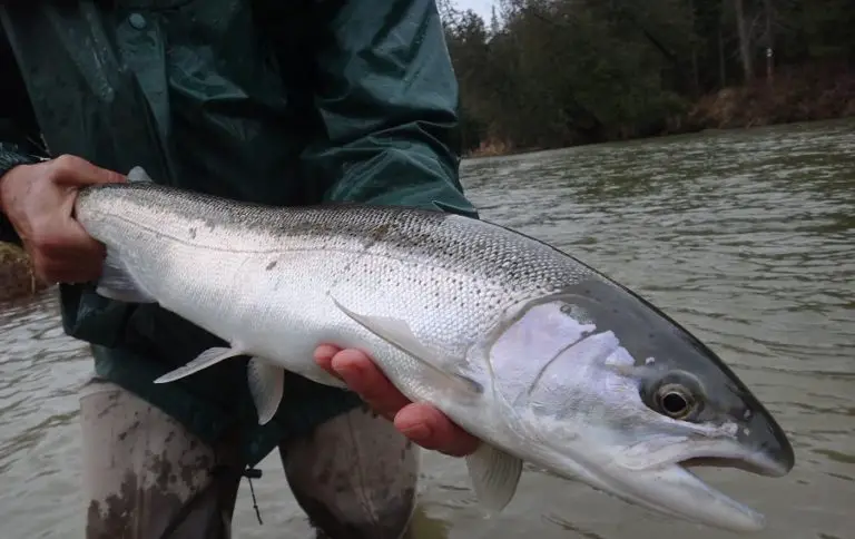 Grand River Steelhead Fishing: Ontario's Grand River 2024