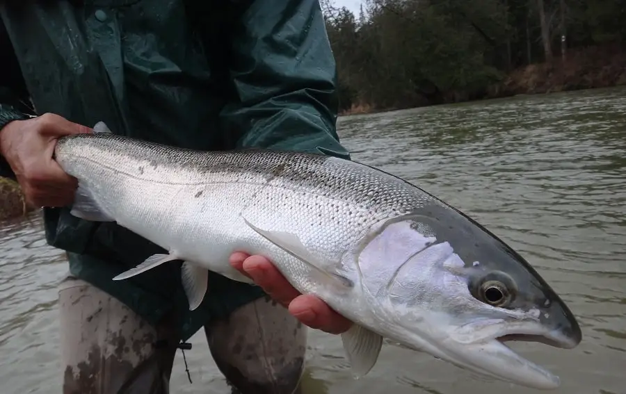 A Grand River Steelhead