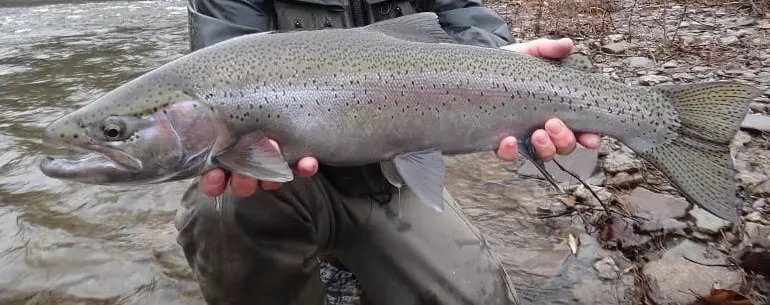 St Joseph River Steelhead Fishing